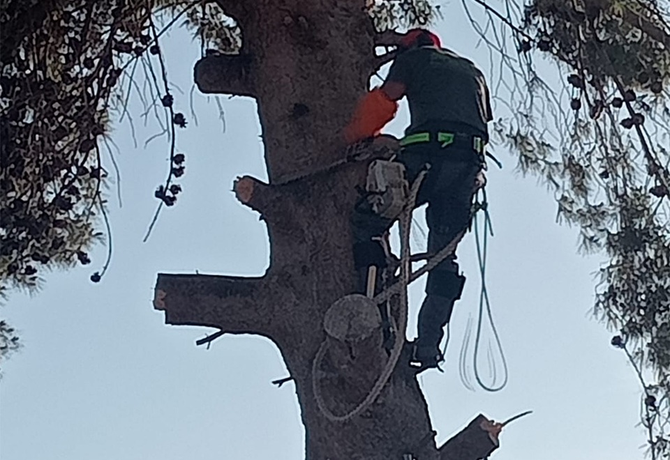 servicios y jardineria Carlos